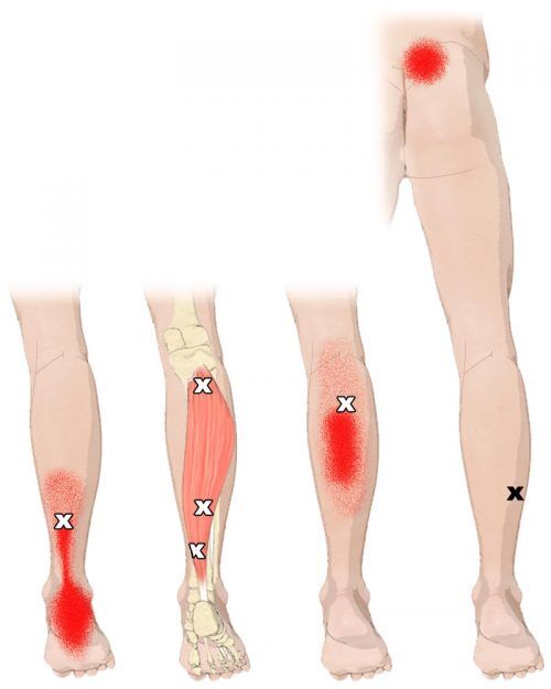 The Soleus Muscles Its Attachments And Actions Yoganatomy