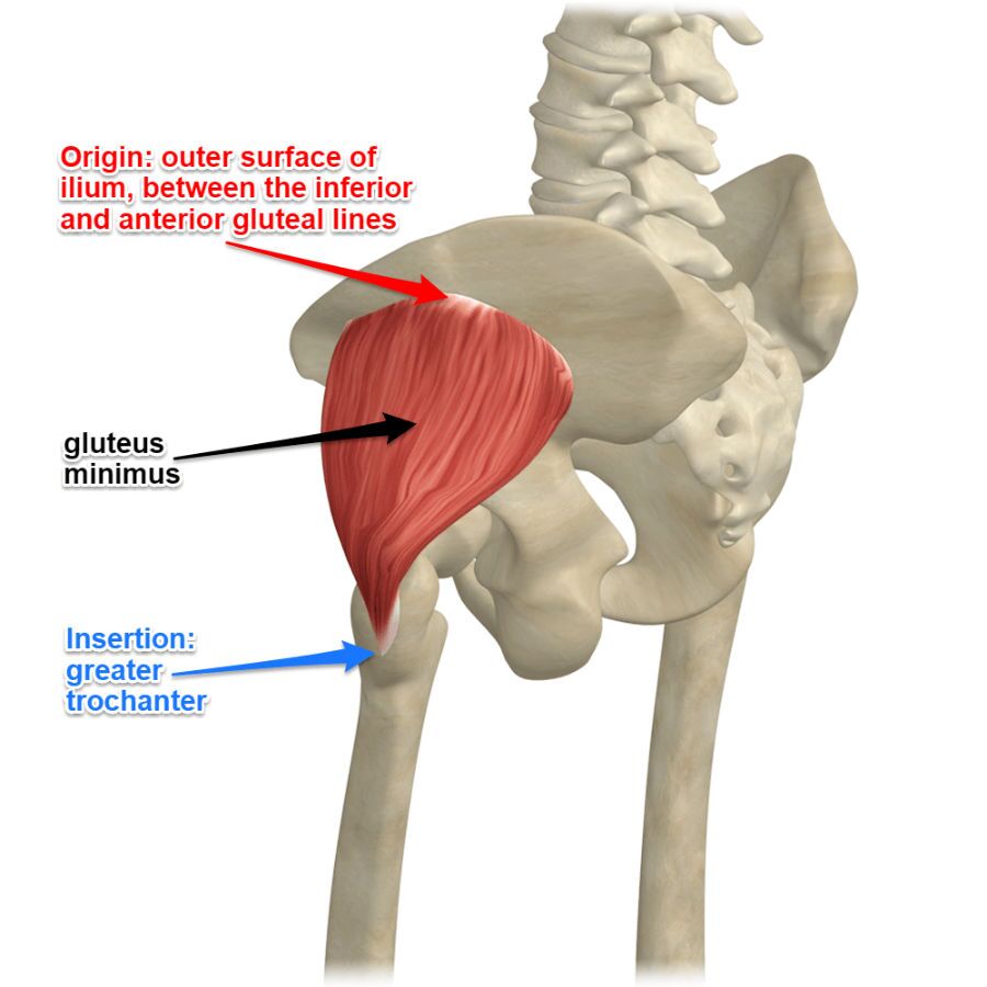 What is the Gluteus Minimus Muscle - Yoga Anatomy