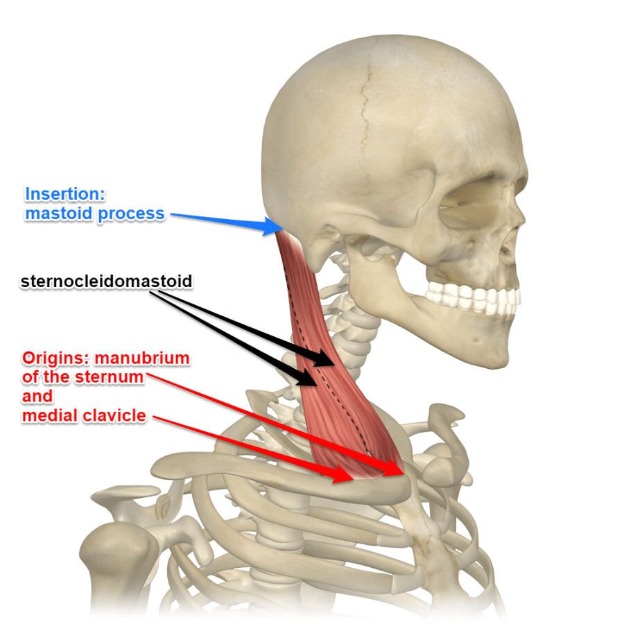 Sternocleidomastoid Muscle Its Attachments And Actions Yoganatomy