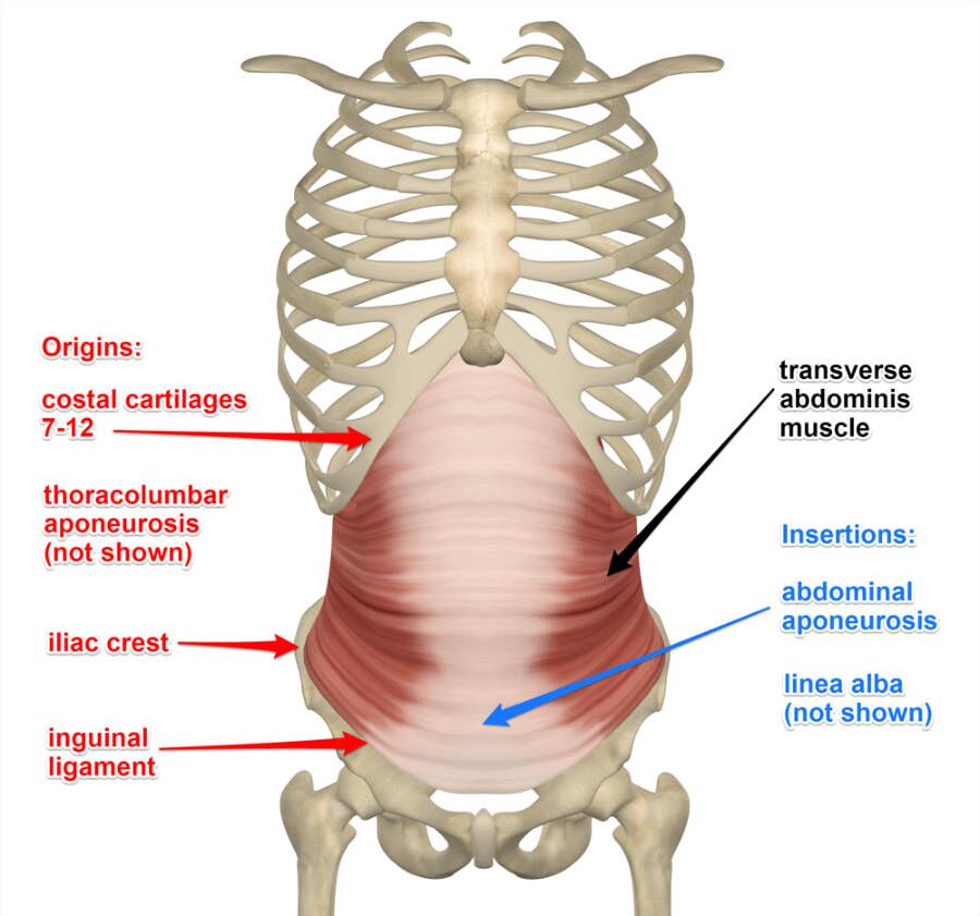 Transverse Abdominis Muscle, Its Attachments and Actions - Yoganatomy