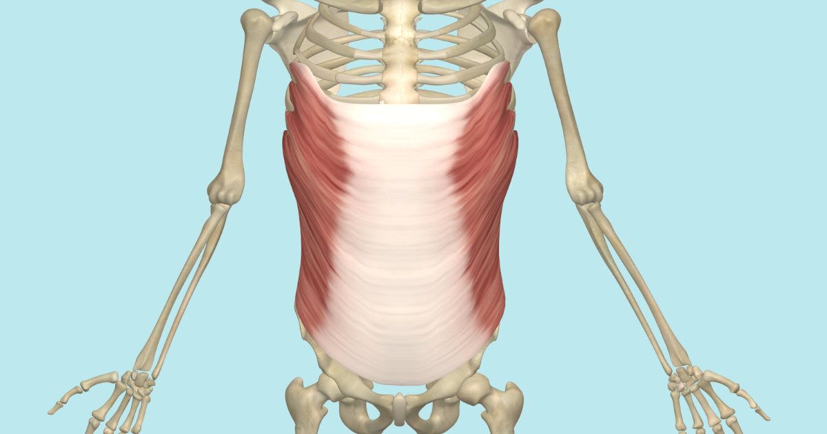 Transverse Abdominis Muscle, Its Attachments and Actions - Yoganatomy