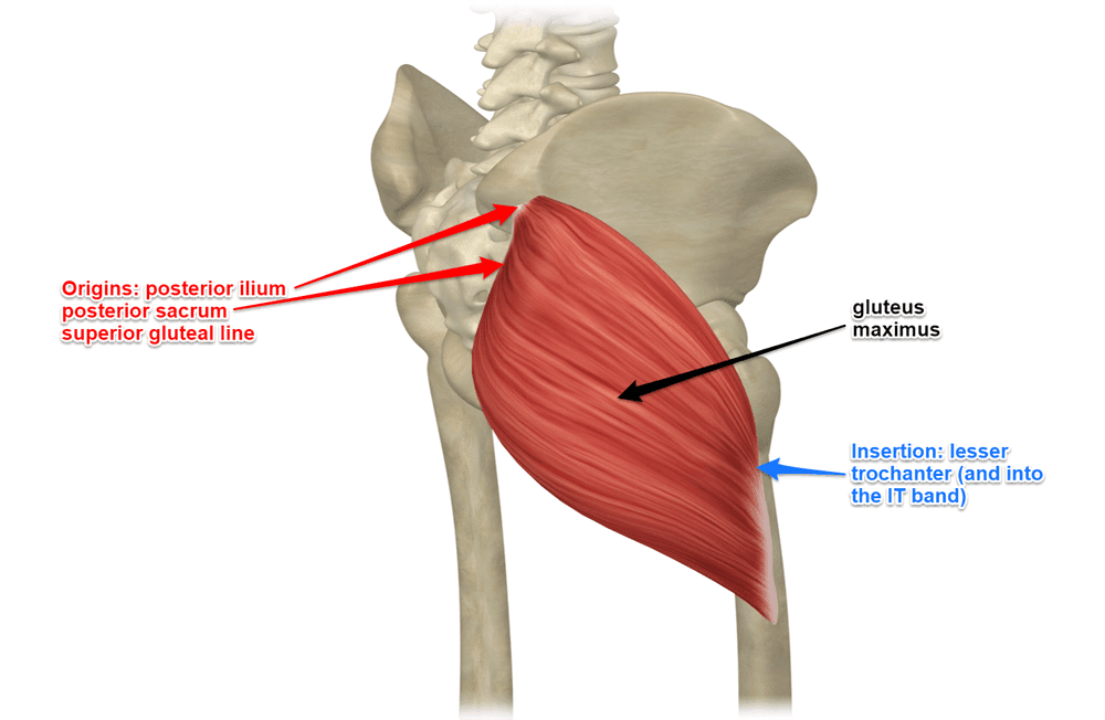 Gluteal Muscles / Gluteus Maximus - Anatomy Muscles Isolated on