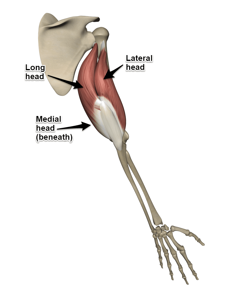 Biceps Brachii Muscle, Anatomy, Function & Location - Lesson