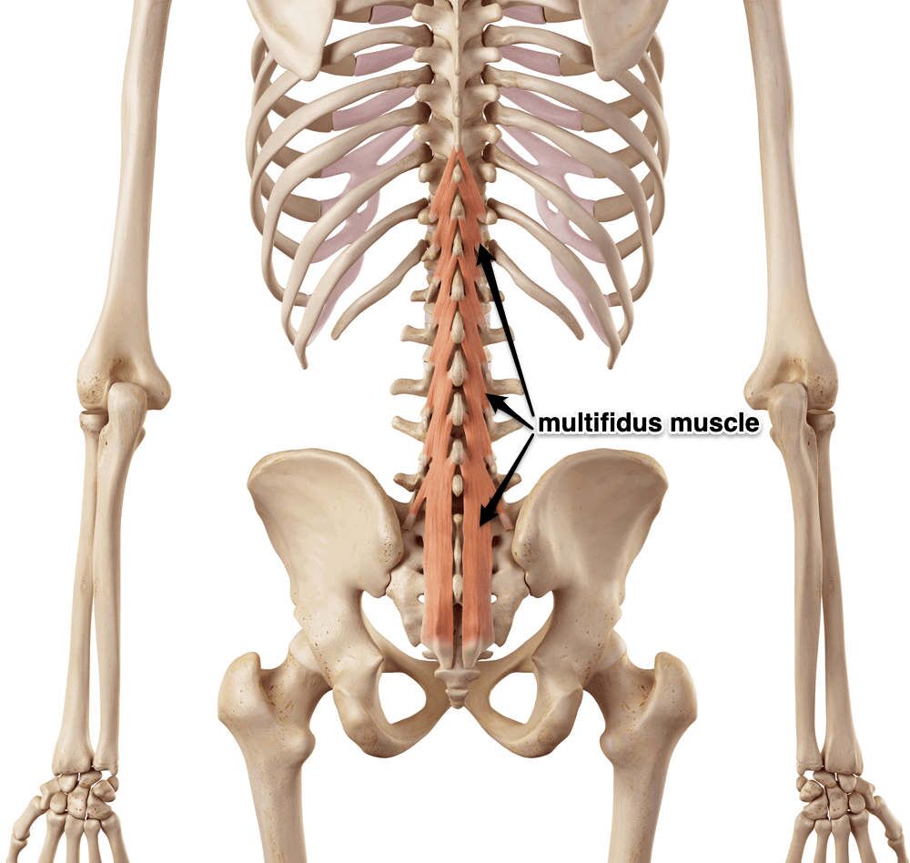 The Multifidus Muscles Its Attachments And Actions Yoganatomy 7318