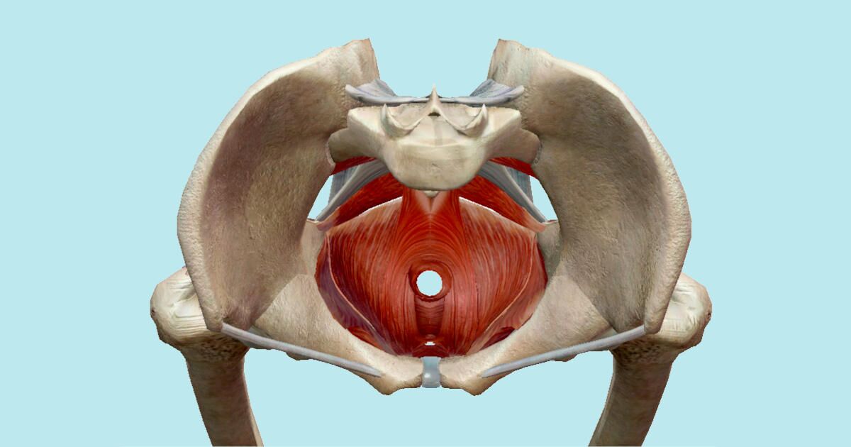 Anatomy of female pelvic floor muscles. Crotch anatomy, pelvic