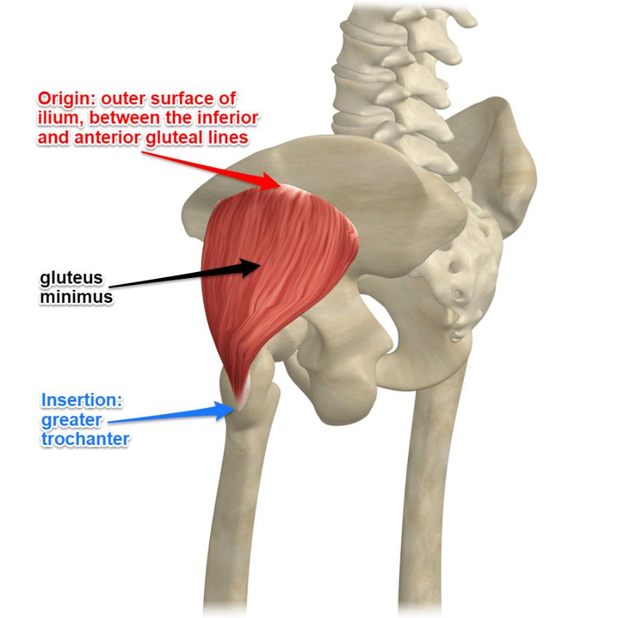 What is the Gluteus Minimus Muscle   Yoga Anatomy