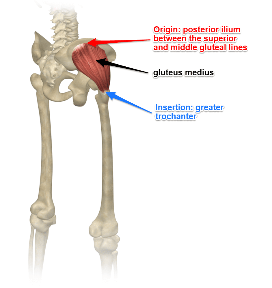 Gluteus Medius Muscle, Its Attachments and Actions   Yoganatomy